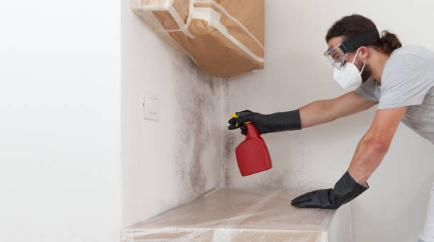 Professional Basement Mold Remediation technician working in Edgewood, MD