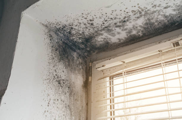 Affordable Basement Mold Remediation solutions in Edgewood, MD